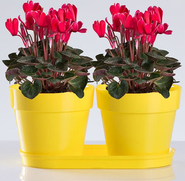 Saksije za cveće sa tacnom Frajle Mix and Play Žuta