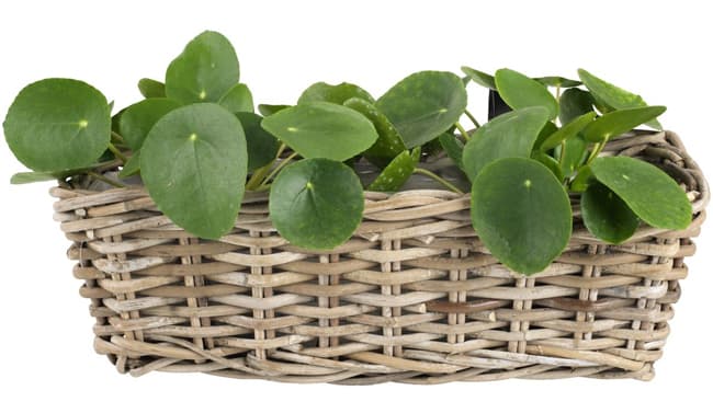 Balkonska saksija Hawel Cubu