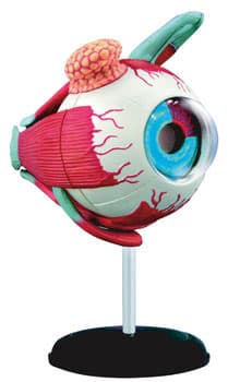 Kikkerland Ljudsko Oko 3D Puzzle