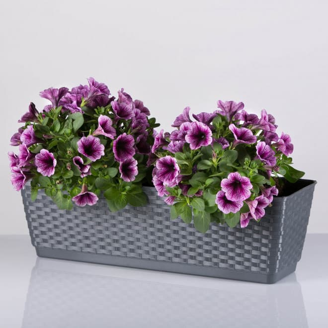 12 kom žardinjera siva