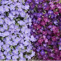 Kliknite za detalje - Seme za cveće Aubrieta - Aubrecija mix - 5 kesica Virimax Franchi Sementi