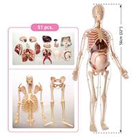 Kliknite za detalje - Anatomija trudne žene MK 064